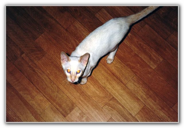 Senna circa 2000 1